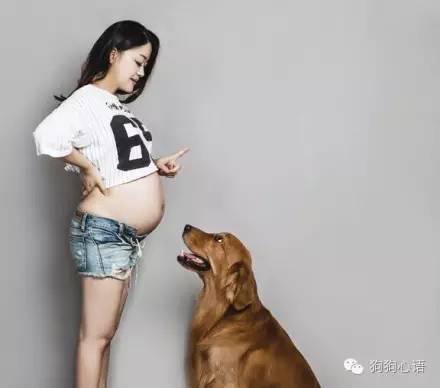 养狗狗可以怀孕吗,怀孕养狗狗的好处