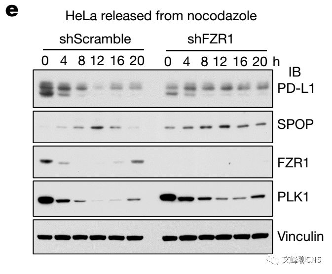 细胞周期与肿瘤治疗,肿瘤细胞的免疫逃逸与免疫治疗