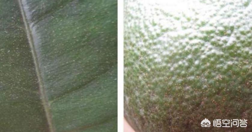 柑橘防治害虫多种药剂混配次序,柑橘1至12月份害虫防治效果图