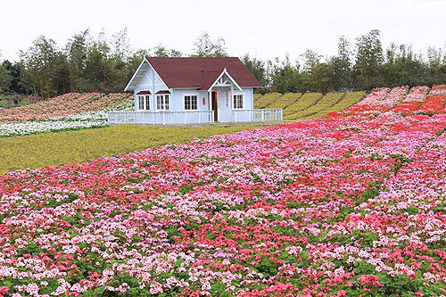 广州南沙新万顷沙百万葵园,看100年的历史去广州