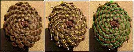 寻找素数基本公式,如何用最快的方法判断是否是素数