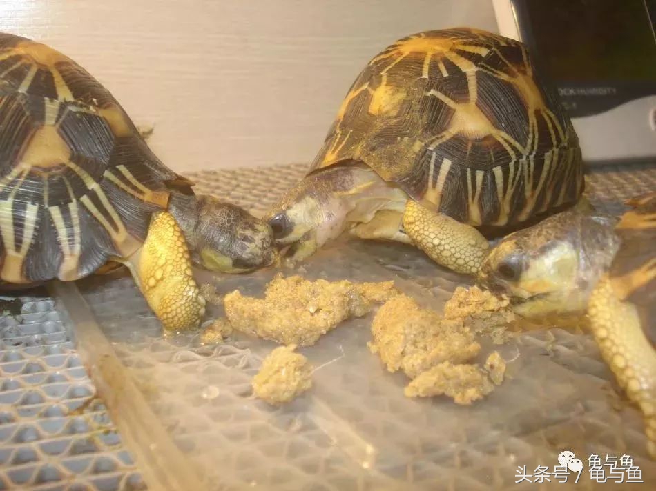 小型陆龟应该喂什么,陆龟龟粮正确的喂养方法