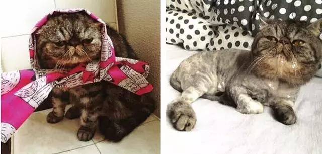 croissant猫咪原视频,croissant猫系列