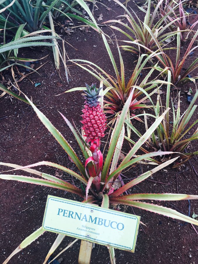 没有意外是哪句电影台词,夏威夷旅行说明