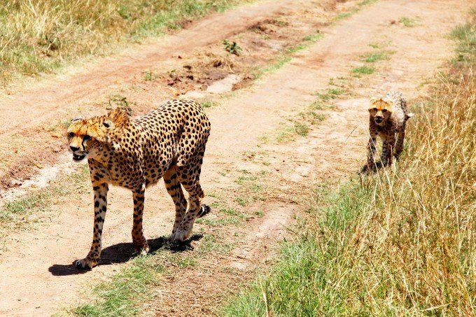 肯尼亚5天难忘的野生动物园,肯尼亚野生动物之旅