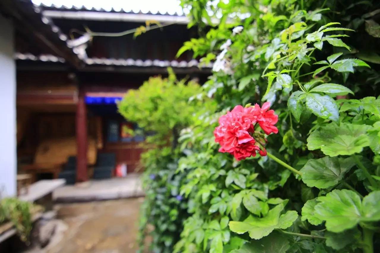 丽*青江**旅：愿你的颠沛流离，终将被妥善安放