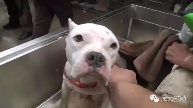 流浪狗怀孕的症状,流浪母狗生完崽是怎么活下来的