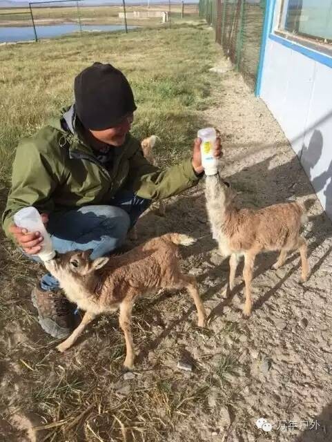 一个人一只猫骑行,一个人一猫一狗的生活