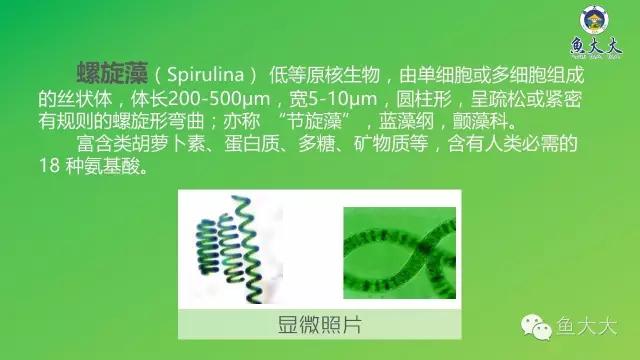 微藻知识入门螺旋藻,螺旋藻和小球藻的功效与作用