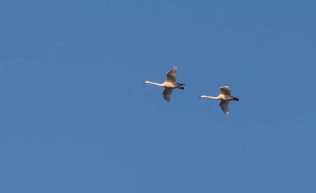 古典诗里的绝美意象,古代诗歌意象意境