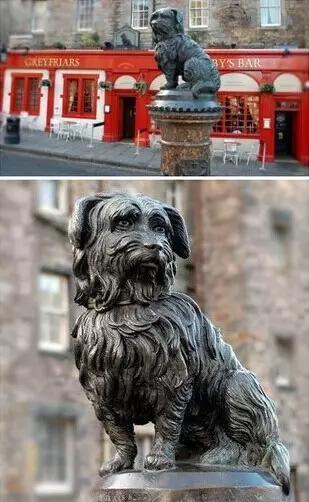 宠物感动瞬间催泪视频,宠物感人