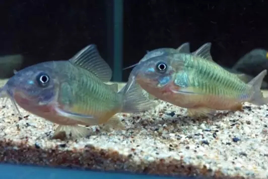 鱼缸清洁利器用什么鱼,实用鱼缸清洗工具大全图解