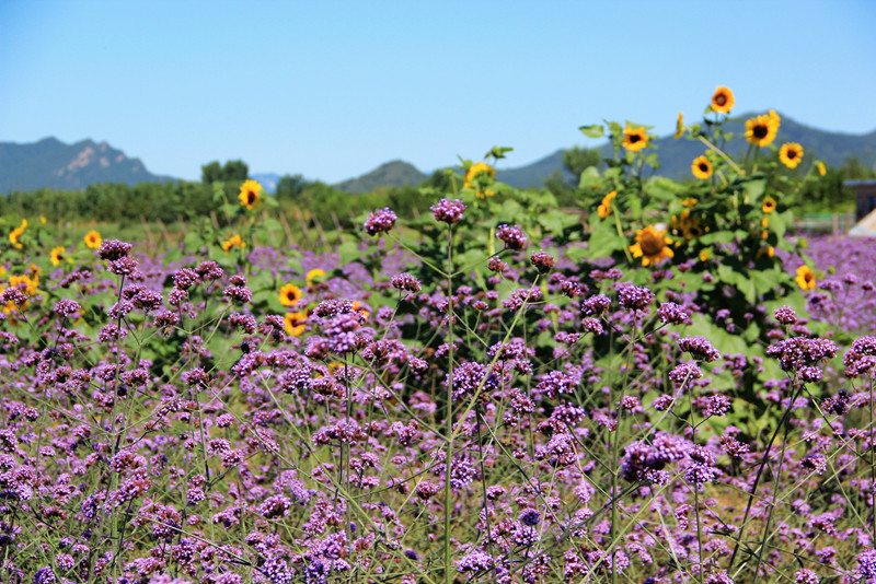 北京东方普罗旺斯薰衣草庄园,国外普罗旺斯薰衣草庄园夕阳