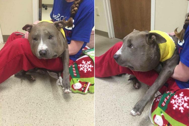 狗狗被蜇,狗狗疑似被蜜蜂蛰成球肿成馒头