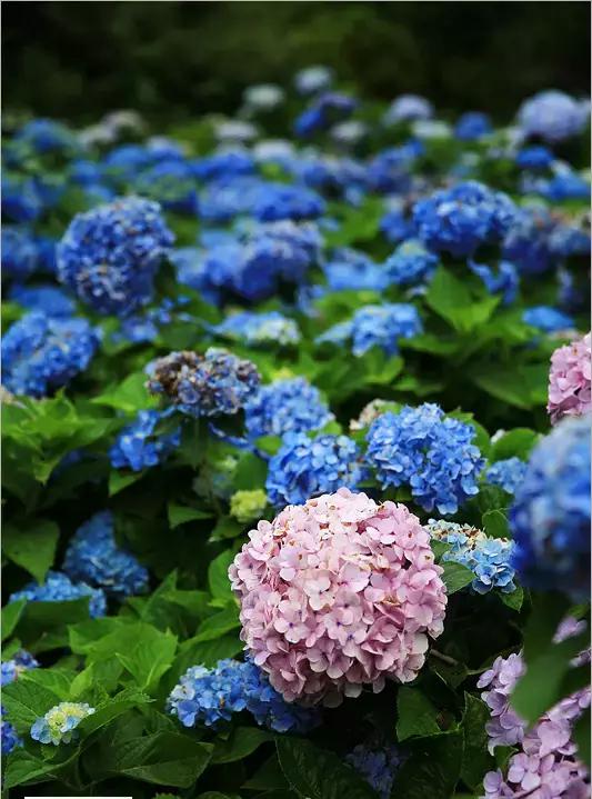 现在的日本是什么样的,现在的日本广岛什么样子