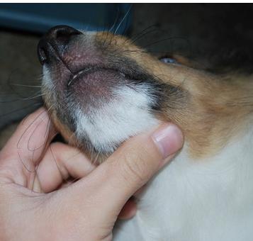 狗狗皮肤长红斑脱毛怎么处理,狗狗突然严重脱毛有红斑