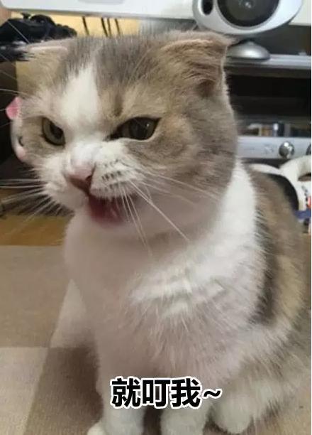 皇上快把我打入冷宫，喵小宝已经招架不住，一定要雨露均沾。