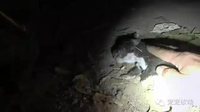 流浪狗怀孕的症状,流浪母狗生完崽是怎么活下来的