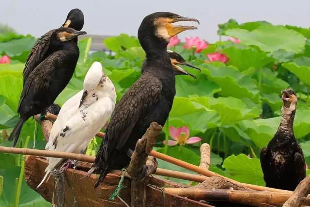 济宁微山湖荷花,济宁太白湖荷花现在开了吗