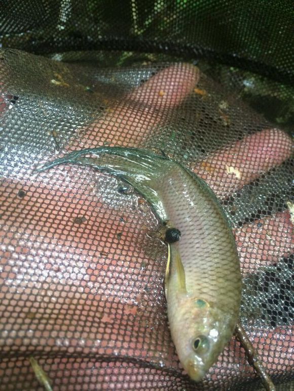 洞里发现玉石原石,洞里发现绿石