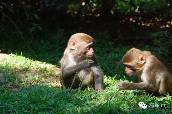 海南的海岛旅游南湾猴岛,推荐一个好地方南湾猴岛