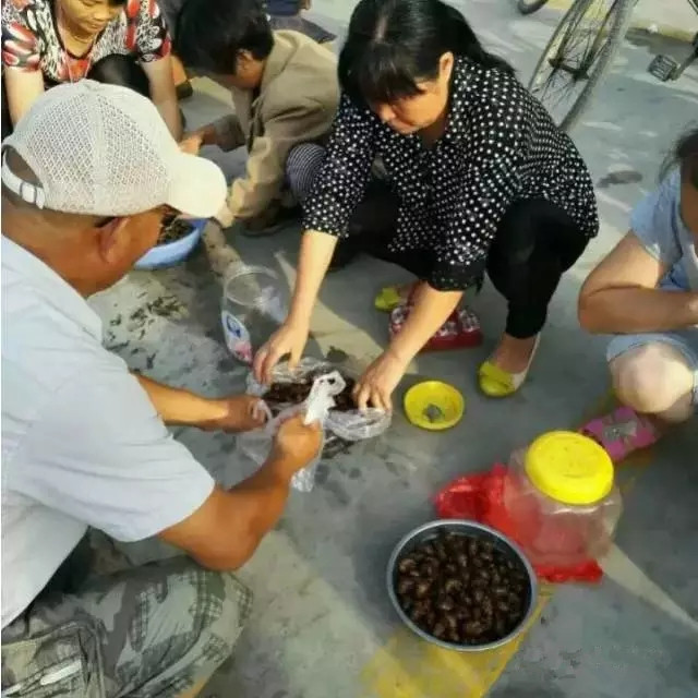 徐州某集市卖“姐喽龟”的，这场面你见过吗？