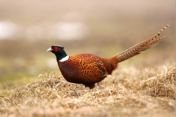 野鸡培育,农村野鸡的生长与管理