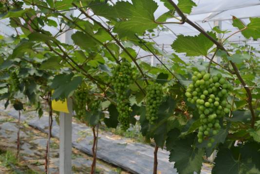 一篇文章搞懂勃艮第葡萄酒分级,葡萄日灼的原因及治疗方法