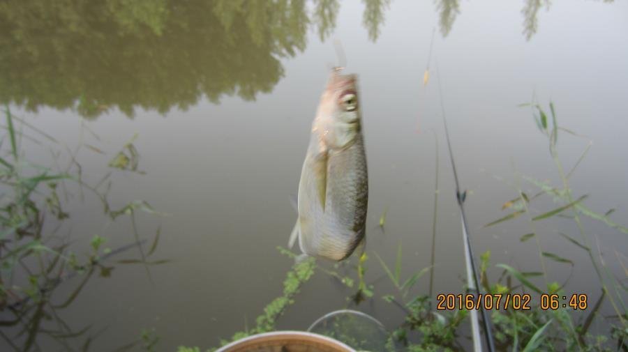 野河垂钓遇见桥洞,野河钓鱼惊喜