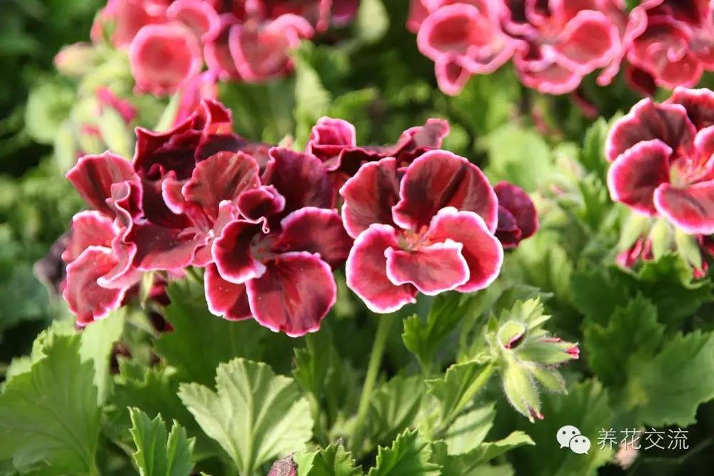 10种秋季开花的植物,8种夏季开花的植物