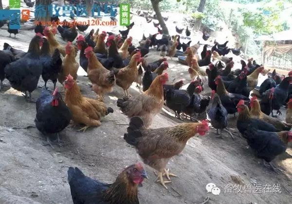 肉鸡后期肠道药有哪些,肉鸡吃料慢是什么原因