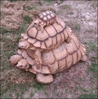 狗偷吃鸡爪糊弄主人,狗狗偷吃鸡爪完整视频