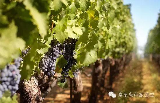 秦皇岛在哪里看海最美,秦皇岛看海必去景点