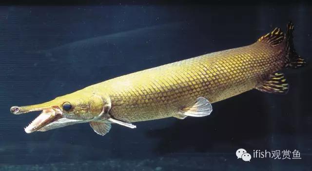 火箭鱼的生活习性,火箭鱼生活习性