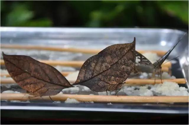 太原惊现史上最虐心的蝶萤文化节！爱我就带我去与蝶共舞、与萤作