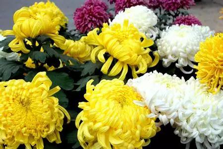 各国的国花及象征的寓意,全国各国的国花以及花语