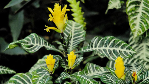 什么花属于吸毒植物,分享五款吸毒植物选盆搬回家吧