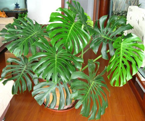 什么花属于吸毒植物,分享五款吸毒植物选盆搬回家吧