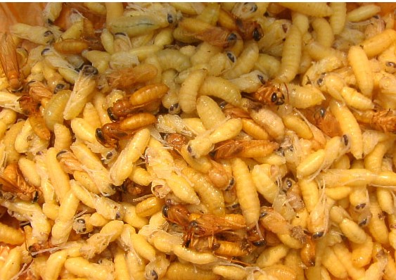 极品美味，就差瞟一眼，么么哒