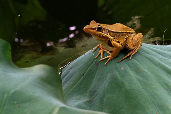 极品美味，就差瞟一眼，么么哒
