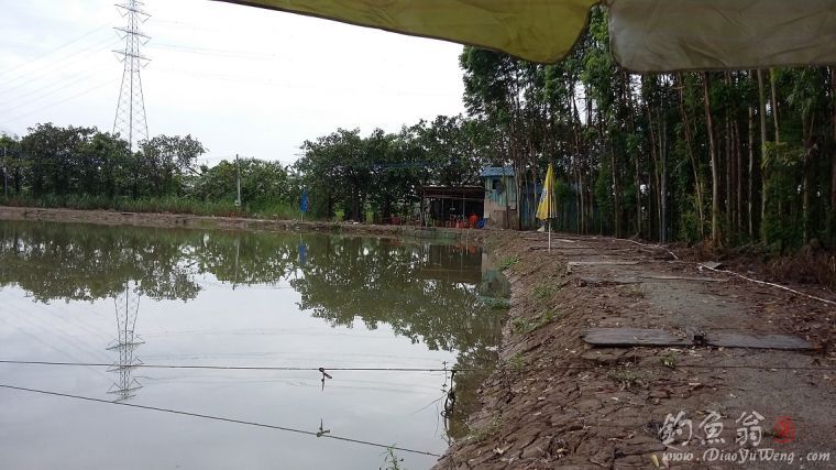 钓草鱼罗非鱼闹窝怎么办,准备钓黄蜂鱼