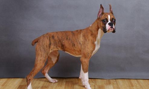 FCI的10个犬种组