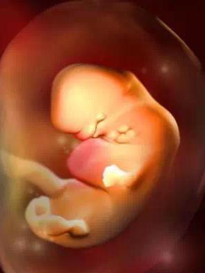 宝宝从1周到40周出生发育过程,怀孕第一周至40周胎儿发育情况