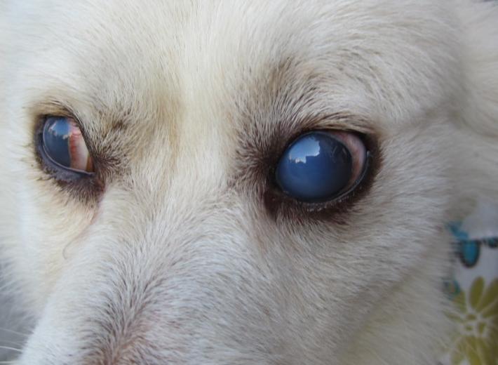 狗狗一直喝水然后吐带血,狗总是吐黄水食欲很好大便正常