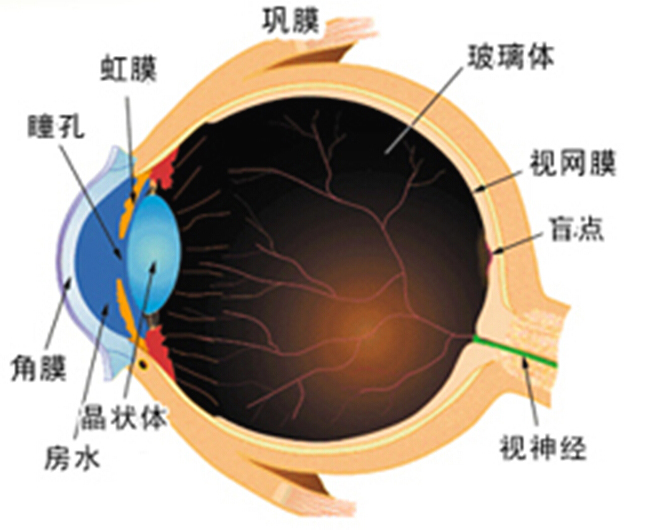 中医能治疗糖尿病引起的白内障吗,按什么穴位对白内障有缓解