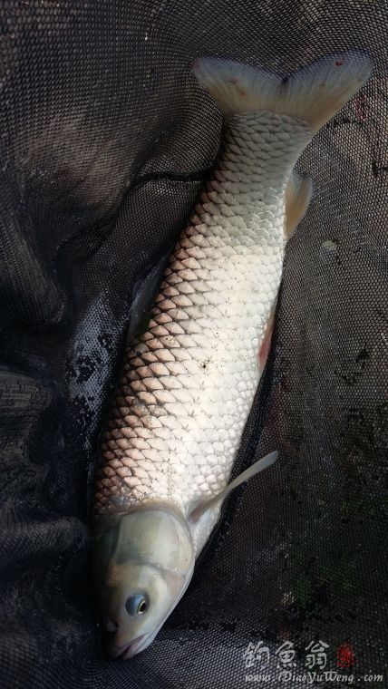 钓草鱼罗非鱼闹窝怎么办,准备钓黄蜂鱼