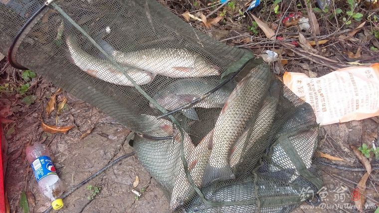 钓草鱼罗非鱼闹窝怎么办,准备钓黄蜂鱼