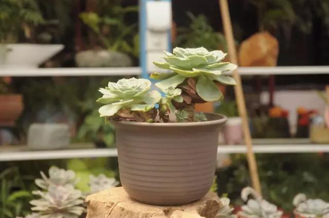 多肉长残了怎么补救,荔湾区多肉