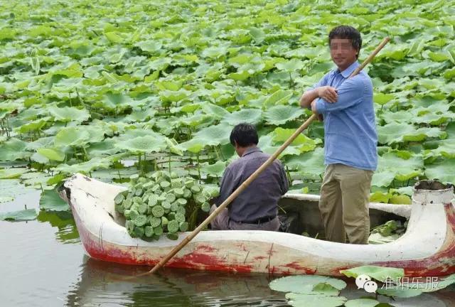 周口淮阳区龙湖赏荷,淮阳赏荷旅游开幕时间