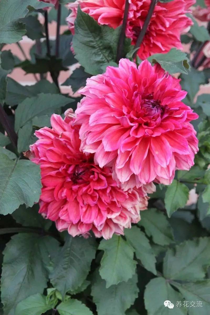 10种秋季开花的植物,8种夏季开花的植物